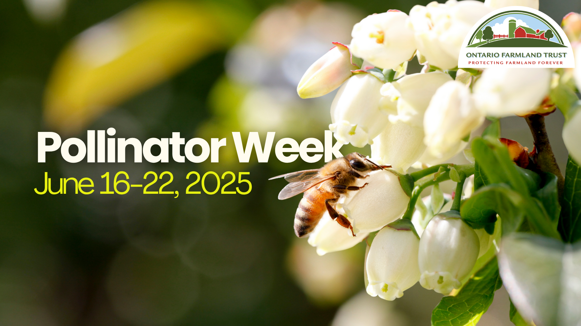 Pollinator Week: Native Pollinators and Agriculture in Ontario