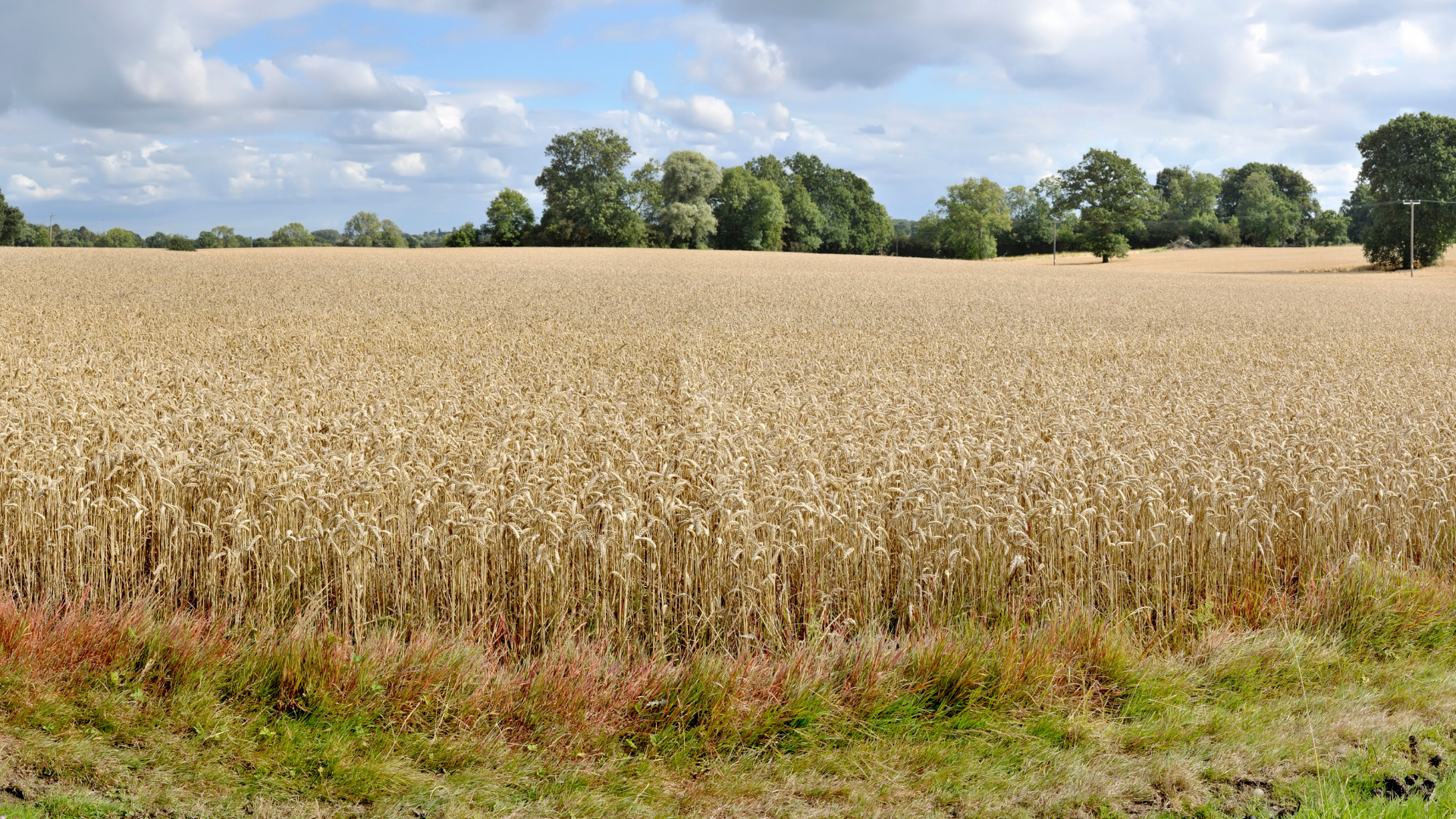 Farmland Values & Viability: A Reflection on CAPI’s Latest Report and What It Means for Ontario